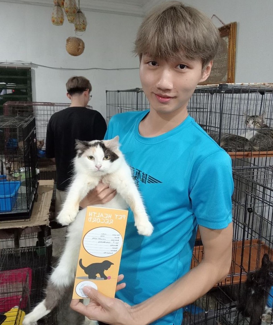 Adopting an adult cat Although most people think about the convenience of adopting a kitten when they decide to add a cat to their family, they forget to consider adult cats which have many advantages.