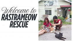 Rescue is a teRastraMeow mporary cat shelter. We accept submissions of unwanted cats that we will vaccinate, deworm, neuter/spay. Currently, 80+ cats are under the care of the shelter. The shelter and all costs involved in running it are funded entirely by donations from the public. Rastra Meow Rescue has no employees, only family members.