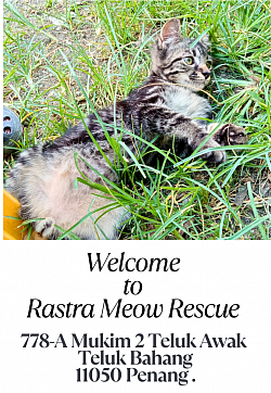 RastraMeow Rescue located in Teluk Bahang