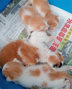 Kittens were born on the street but are now in the care of RastraMeow Rescue.