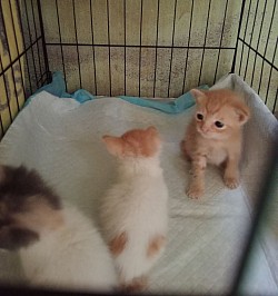 These kittens were abandoned without their mother. What will happen to them if they are still on the streets?