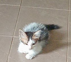 Her name is Oreo she very active