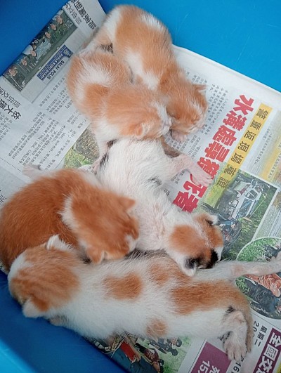 All cats and kittens are rescue from traumatic situations and we are the last home for them.They are deserve a 2nd chance to live