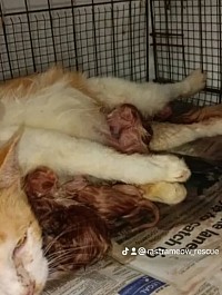 This mother cat was abandoned while pregnant, exhausted and looking for a place to give birth to her baby. When we found her, she was giving birth in the middle of the street and we found her with the baby safely at our place..