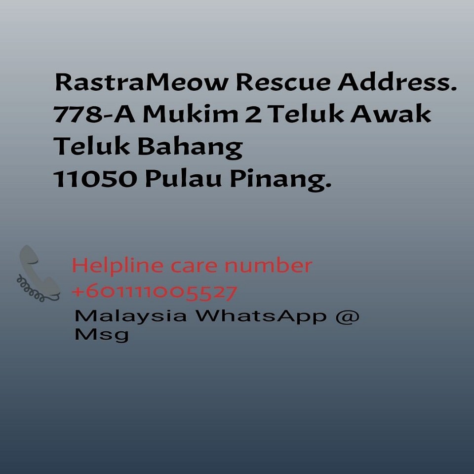 RastraMeow Rescue Address.