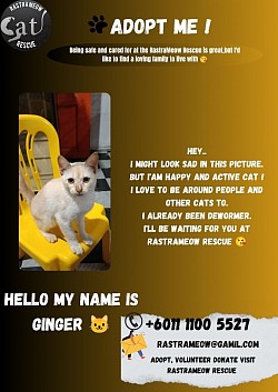 Ginger