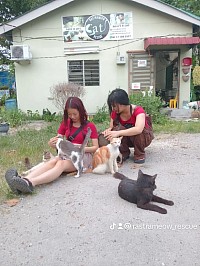 RastraMeow Rescue