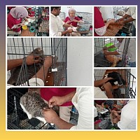 On 4th February 2025 the cats in our care were fully sponsored by a couple from Australia. Thank you to Mr & Mrs Schmidt who have sponsored vaccines, flea medicine and worming medicine for everyone here.