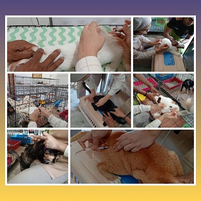 2nd vaccination program