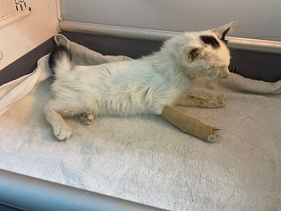 Wilma in ICU